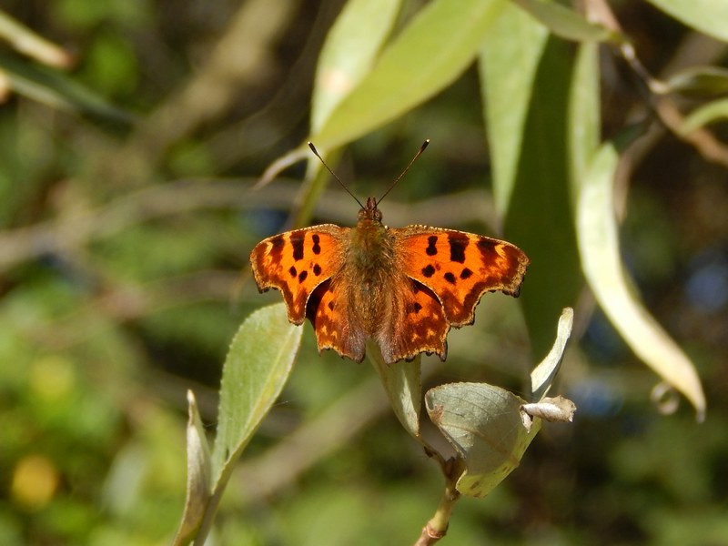 Polygonia c-album : le ultime ...